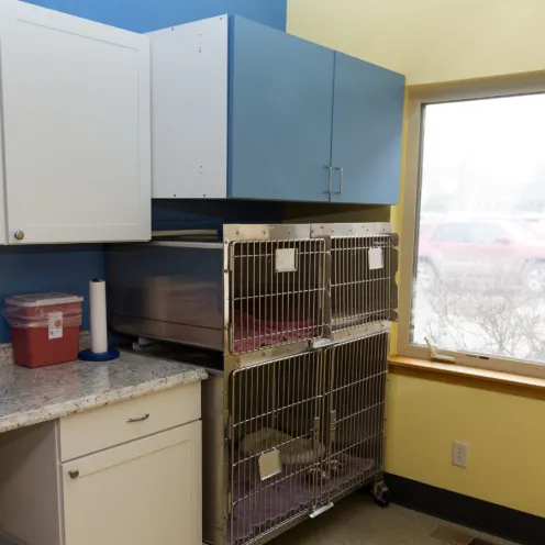 Kennel room for pet patients